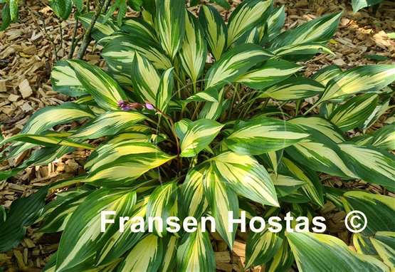 Hosta Cherry Berry